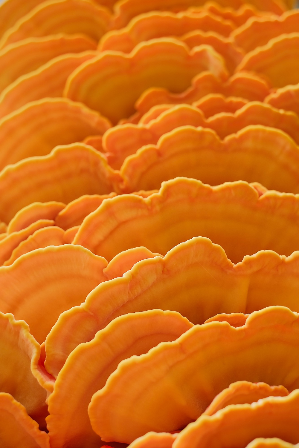 Antrodia cinnamomea extract