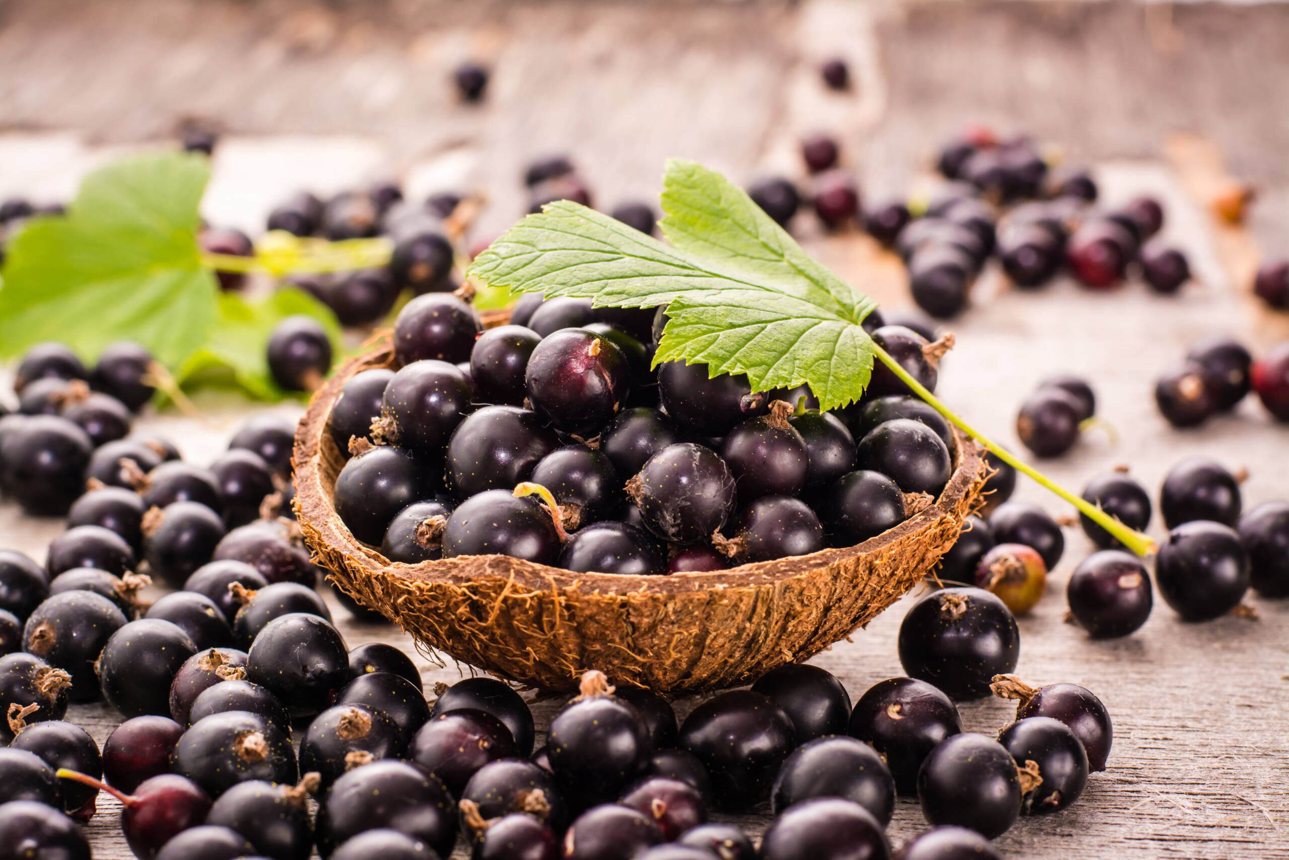 JUST THE BERRIES  Blackcurrant Extract powder