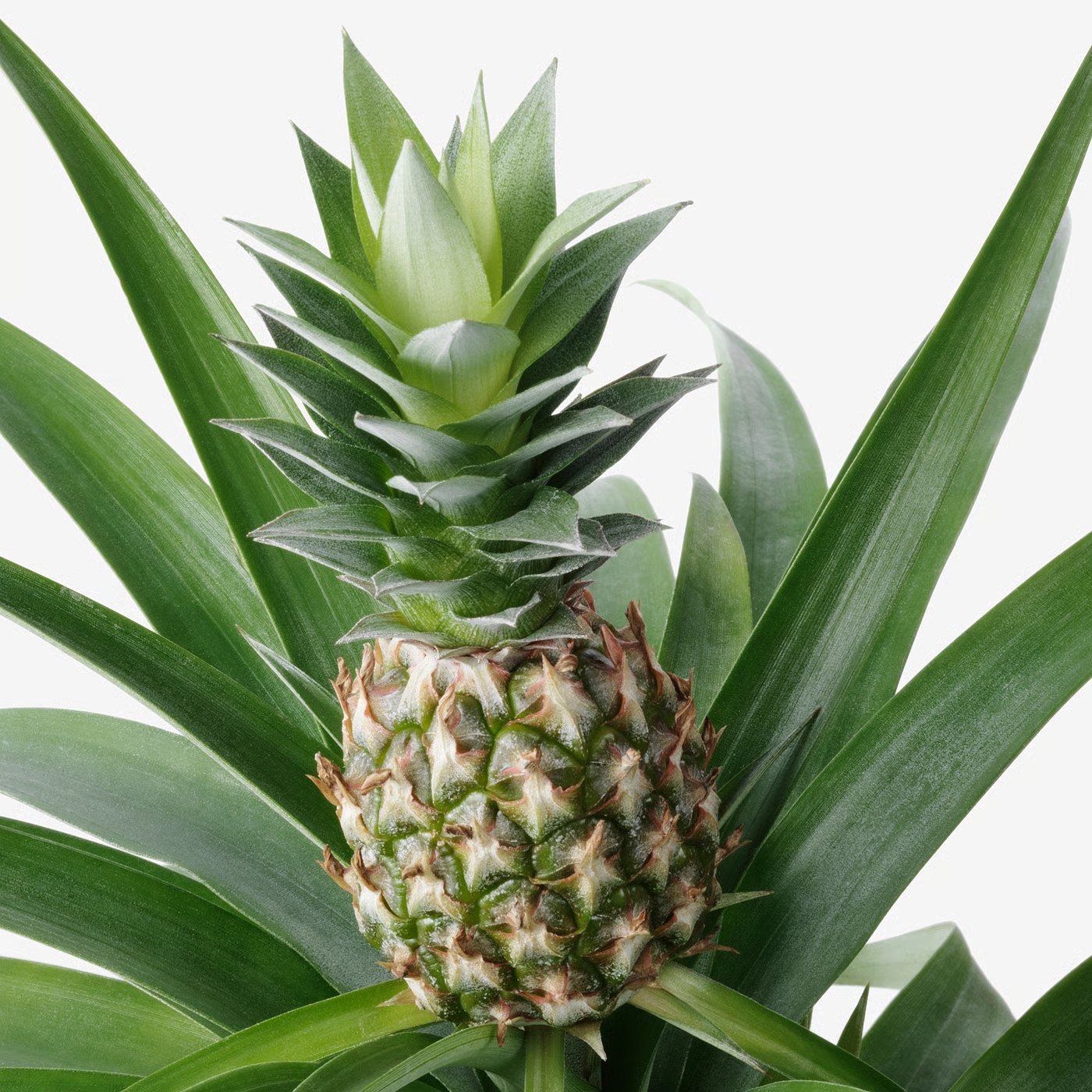 Bromelian 139®